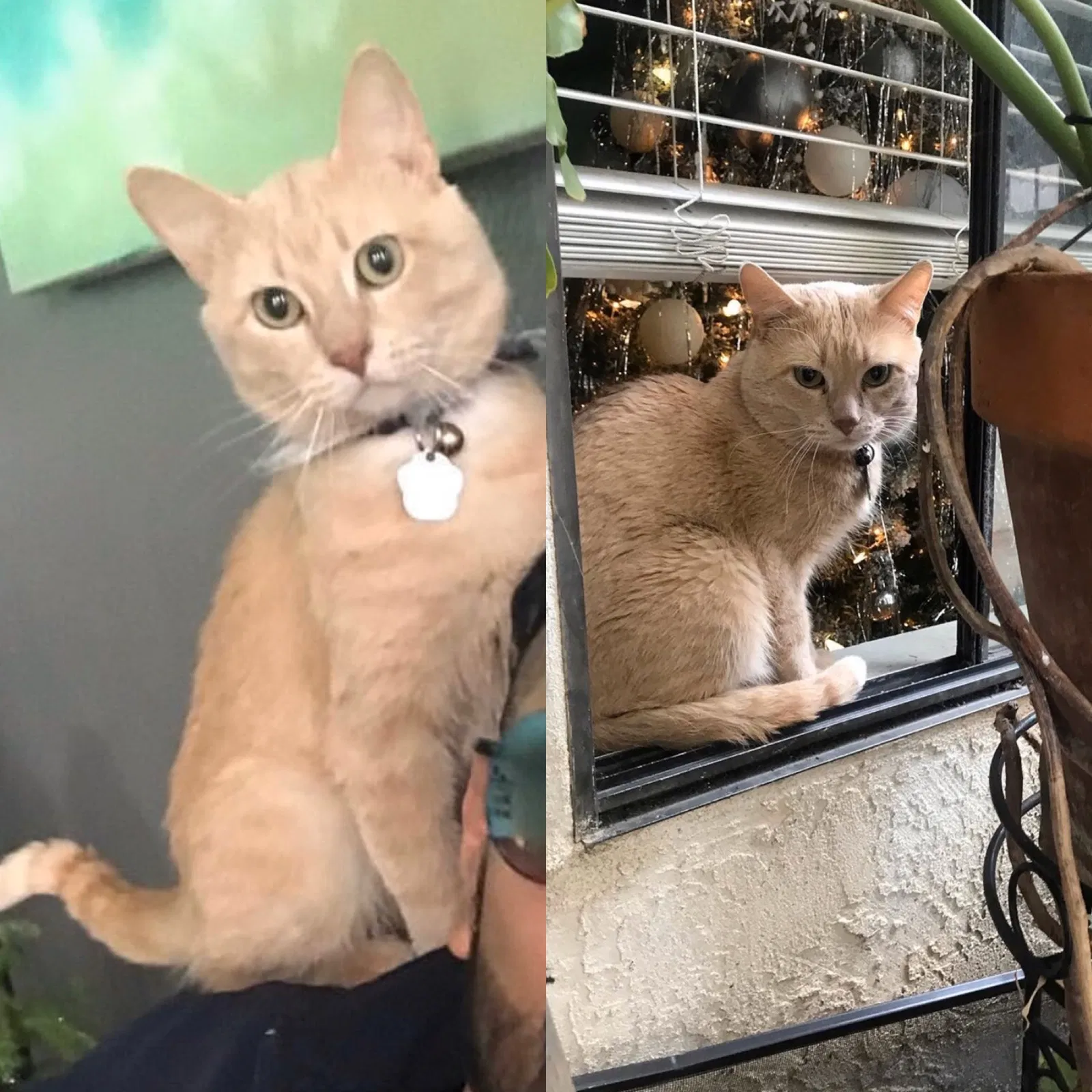 Lost cat in San Diego, CA, 92104
