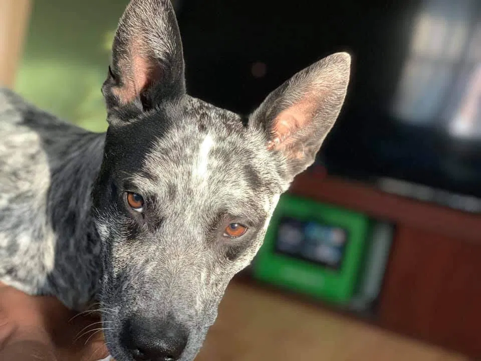 Lost dog in Farmington, NM, 87401
