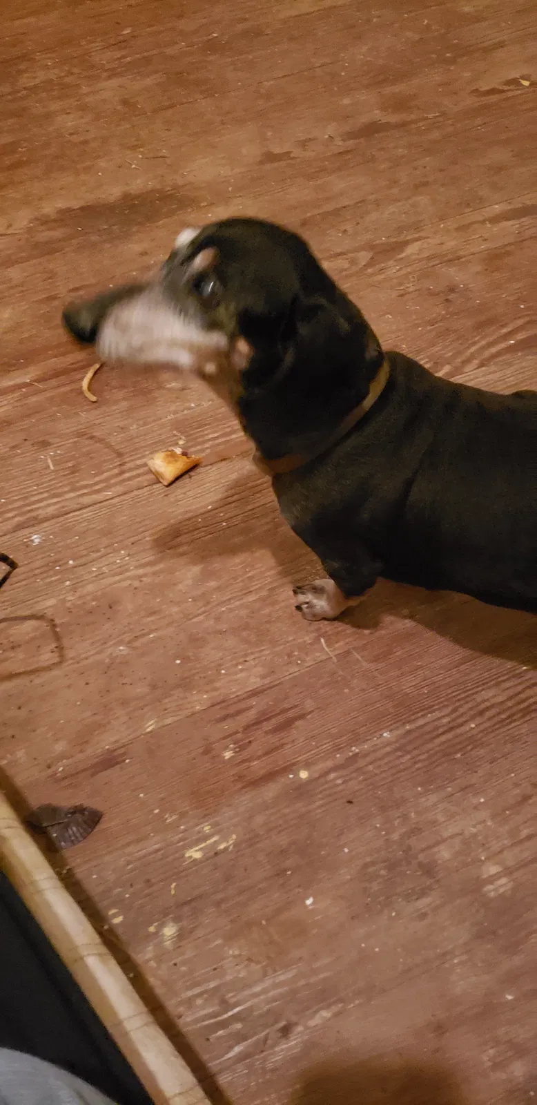 Lost dog in Midland, TX, 79706