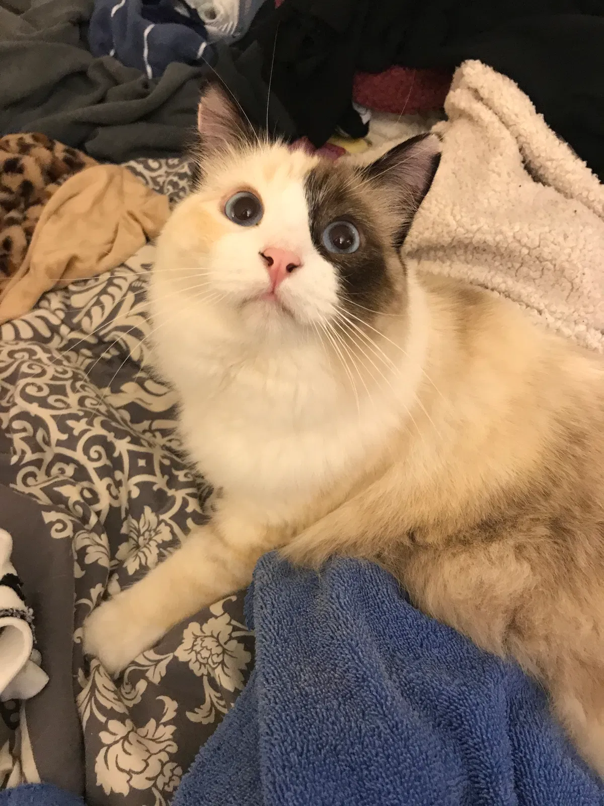 Lost cat in Petaluma, CA, 94954