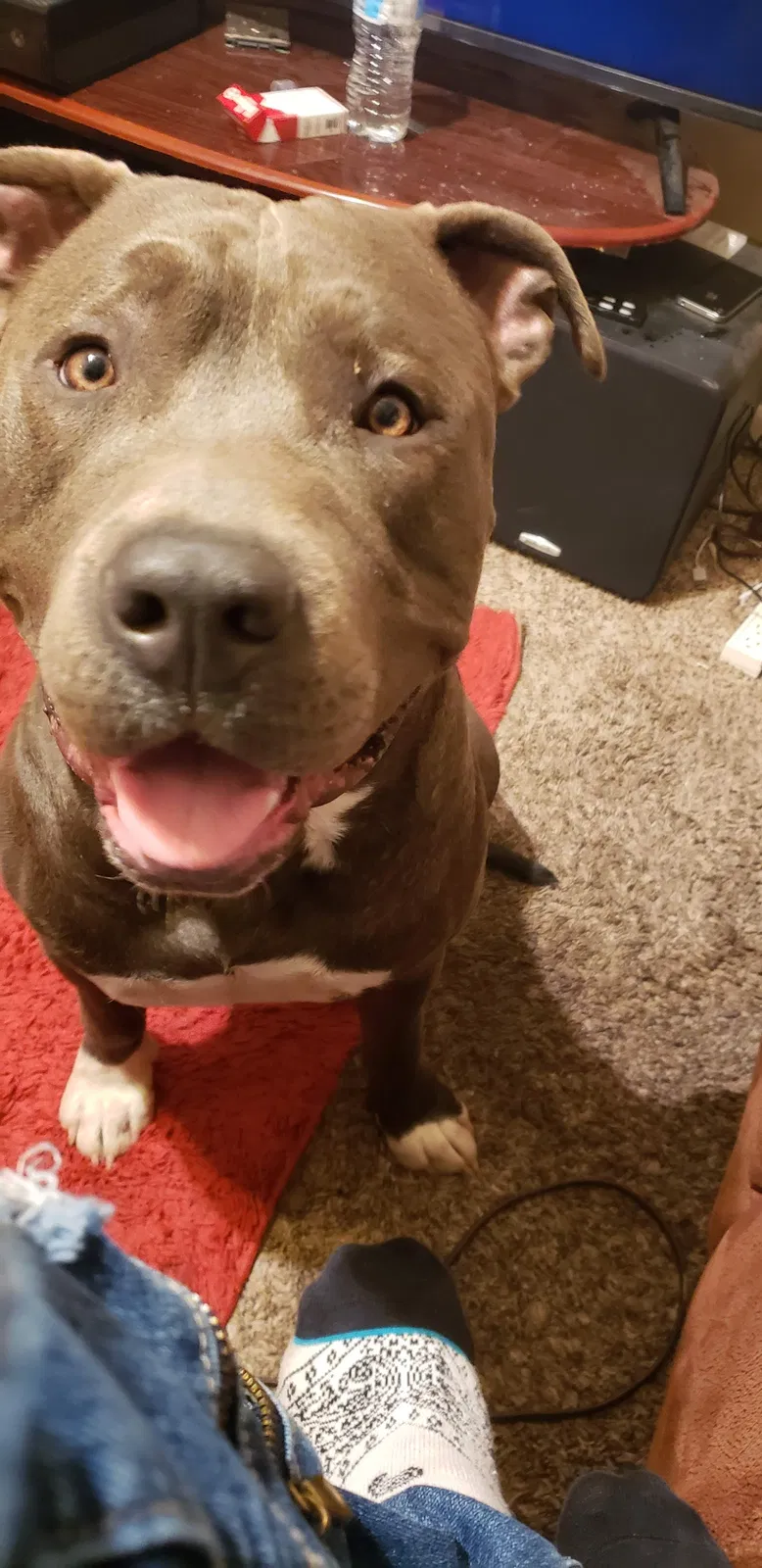 Lost dog in Phoenix, AZ, 85021