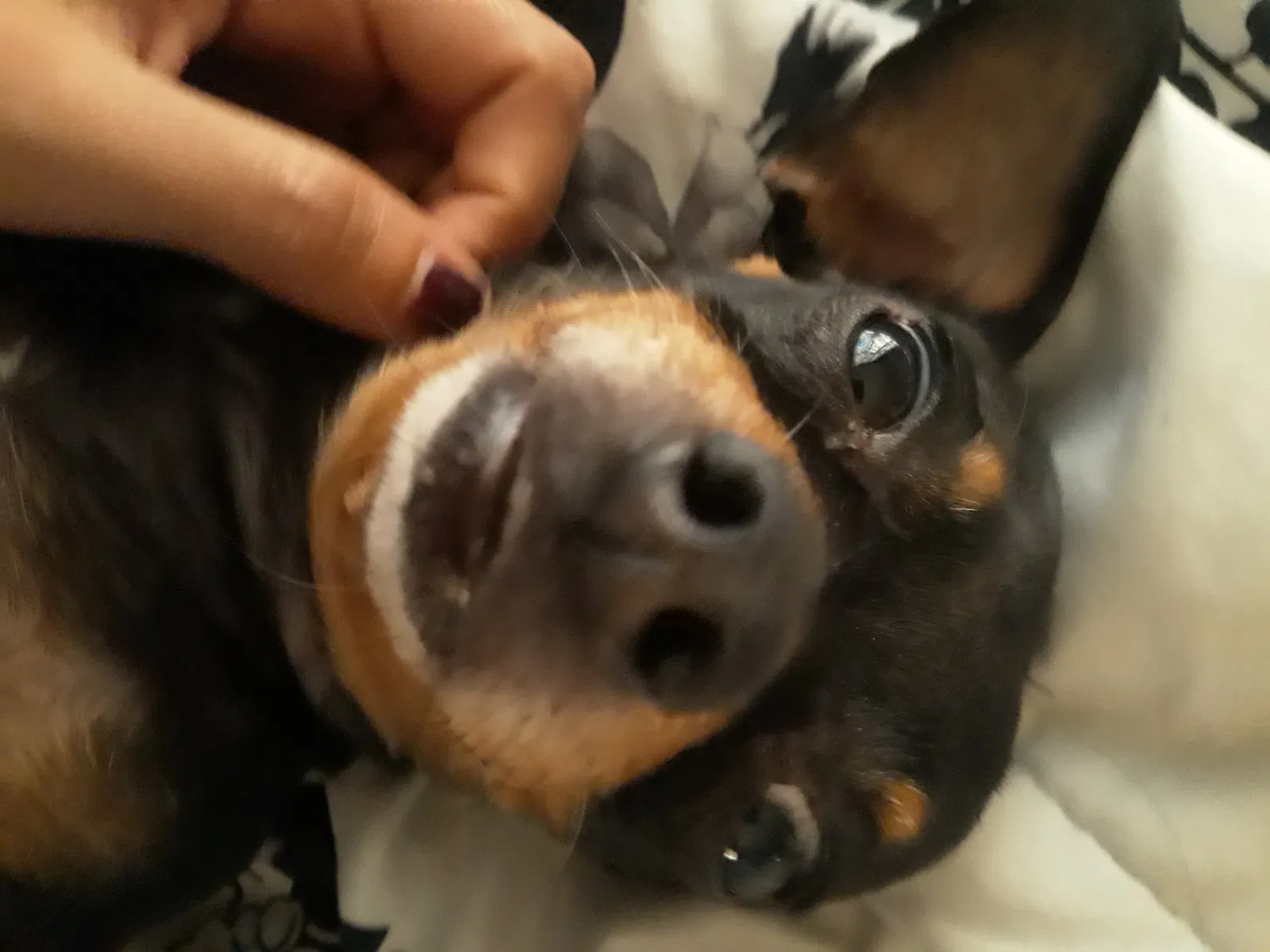 Lost dog in Mansfield, TX, 76063