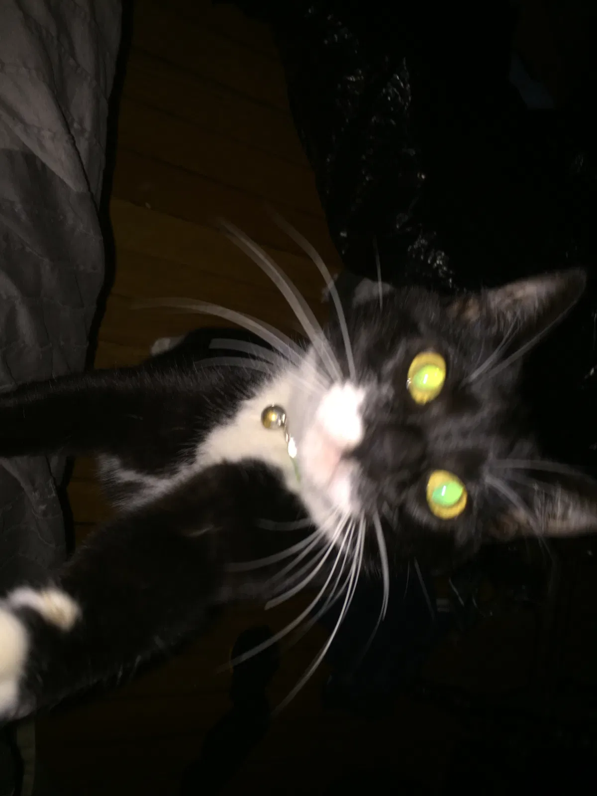Lost cat in Houston, TX, 77006