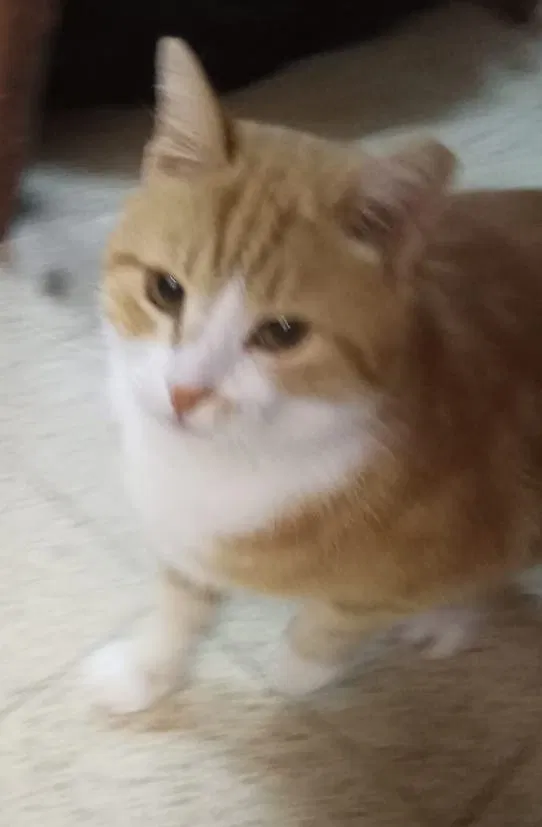 Lost cat in Katy, TX, 77494