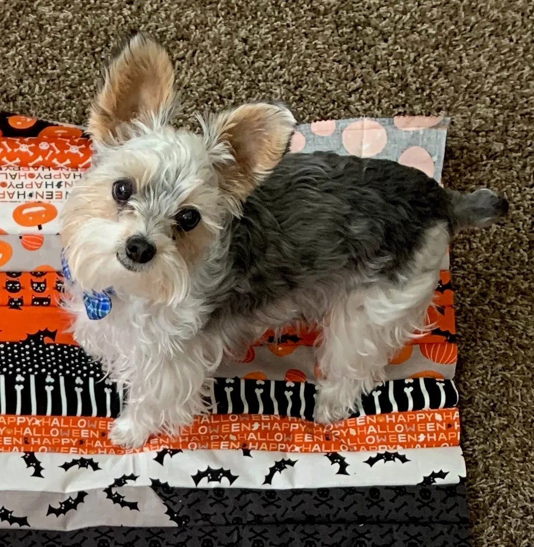 Lost dog in Castle Rock, CO, 80104