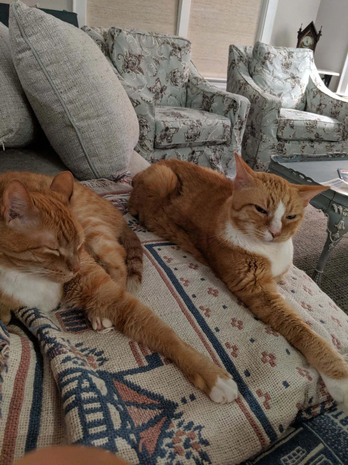 Lost cat in Glen Allen, VA, 23059