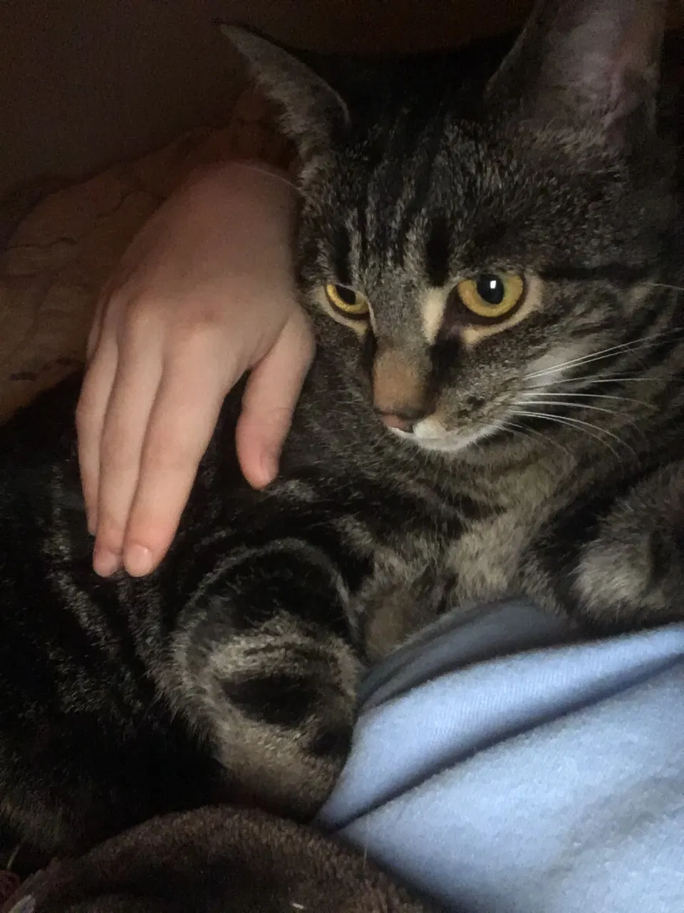 Lost cat in Cincinnati, OH, 45239