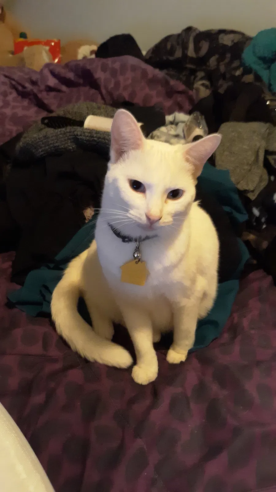 Lost cat in Russellville, AR, 72801