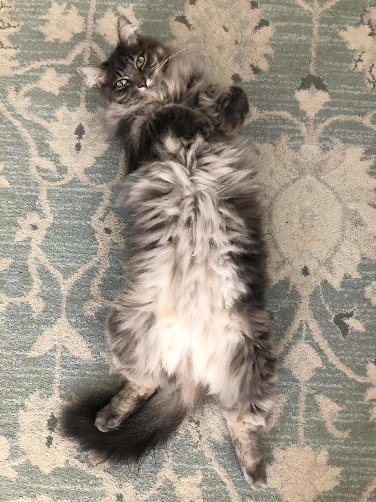 Lost cat in Pearland, TX, 77584