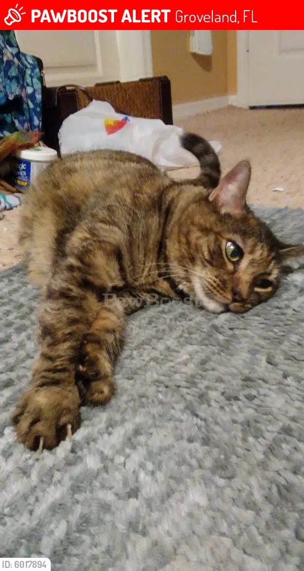 Lost cat in Groveland, FL, 34736