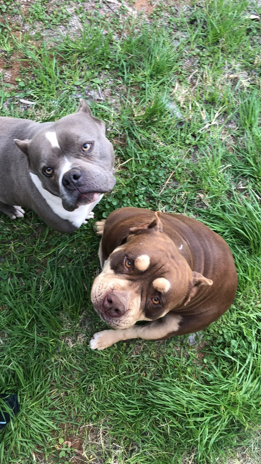 Lost dog in Midland, TX, 79701