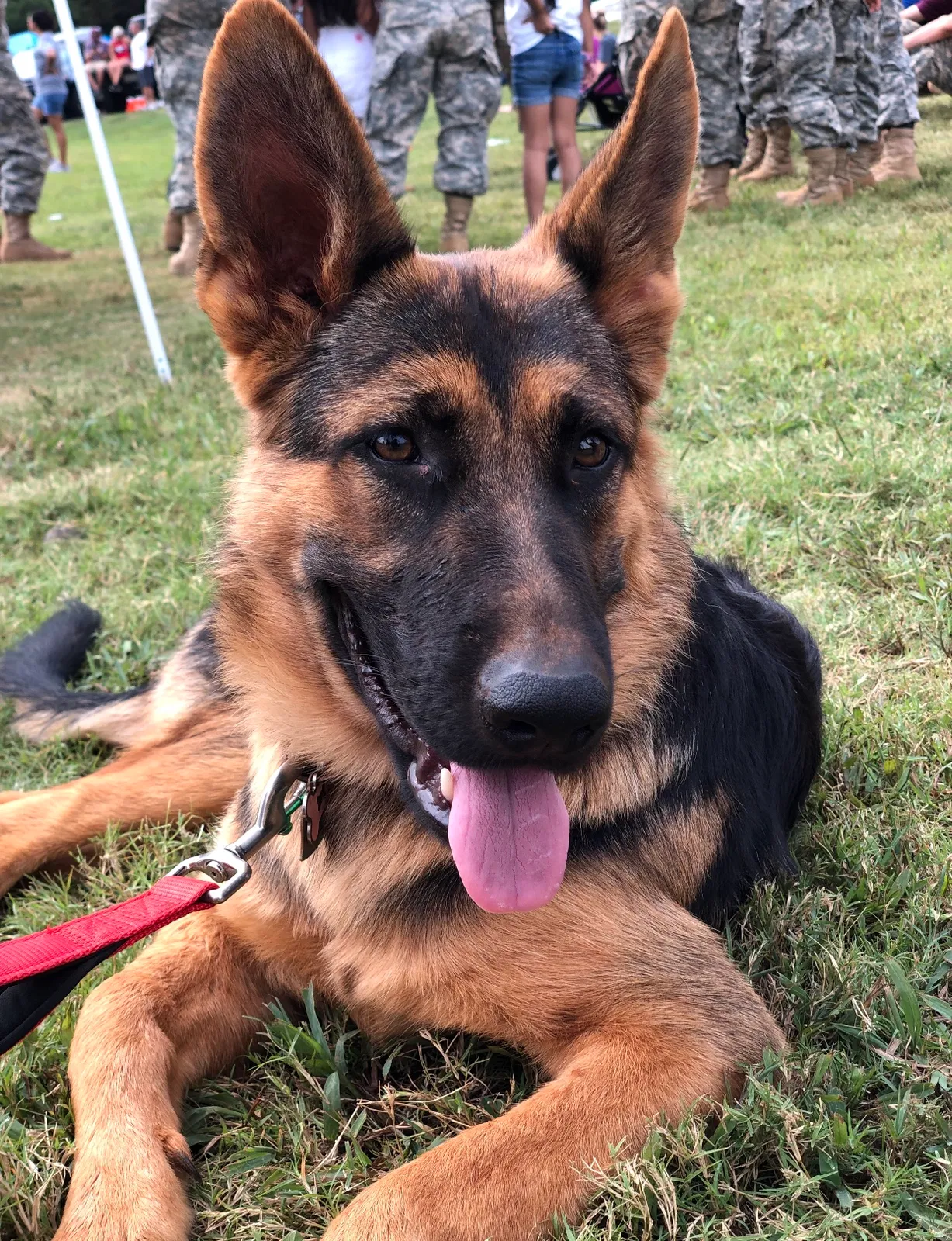 Lost dog in Dawsonville, GA, 30534