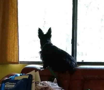 Lost dog in Yuma, AZ, 85364