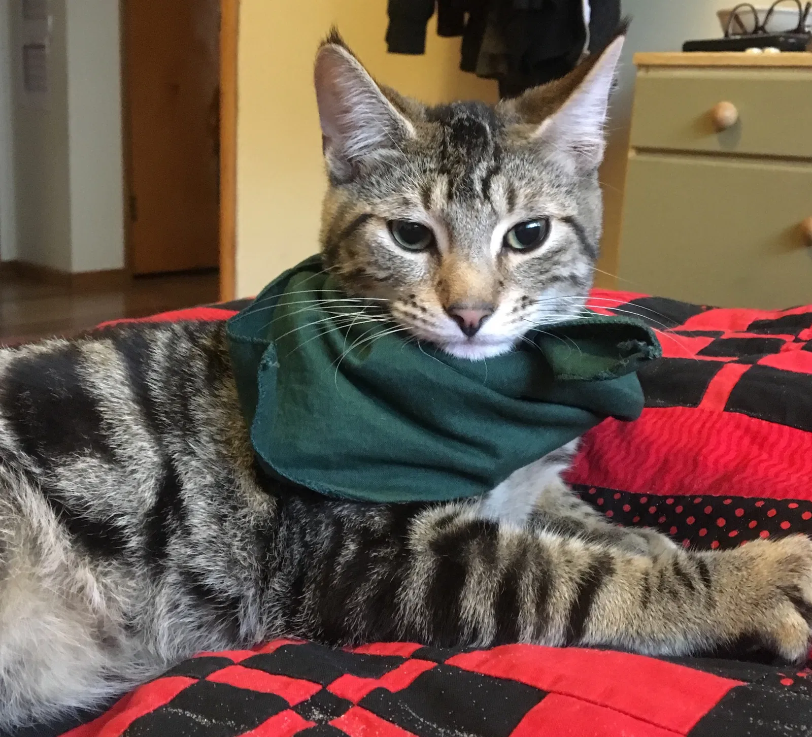 Lost cat in Portland, OR, 97202