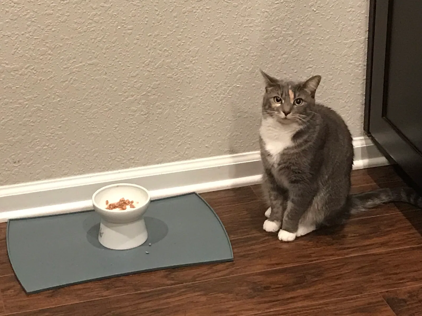 Lost cat in Suffolk, VA, 23435