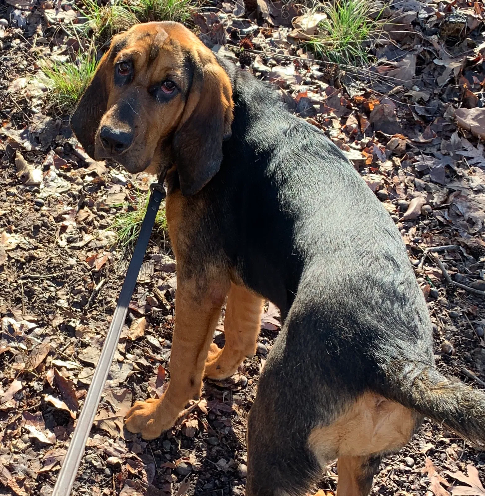 Lost dog in Unknown, AL, 34124
