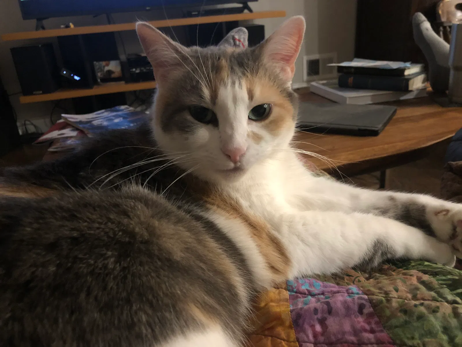 Lost cat in Catonsville, MD, 21228