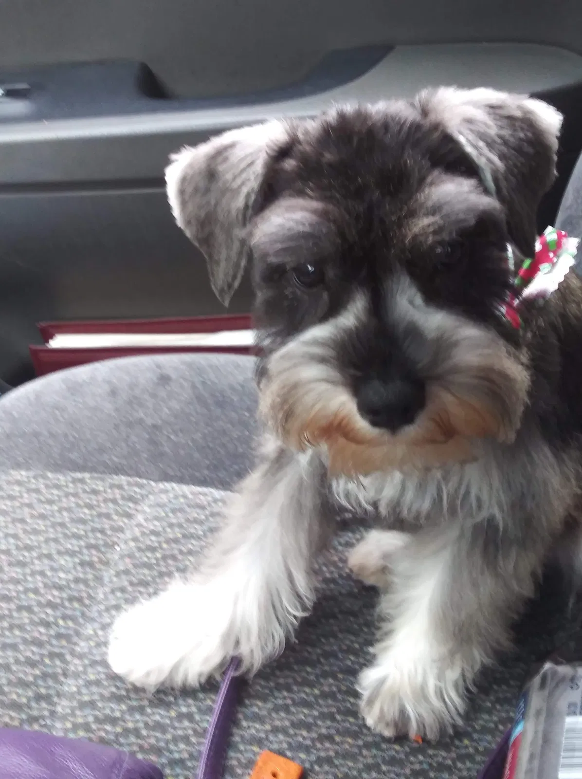 Lost dog in Williamstown, NJ, 8094