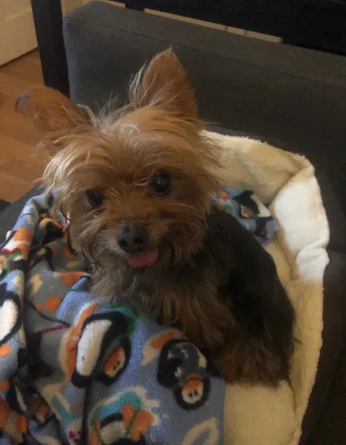 Lost dog in Long Beach, CA, 90802