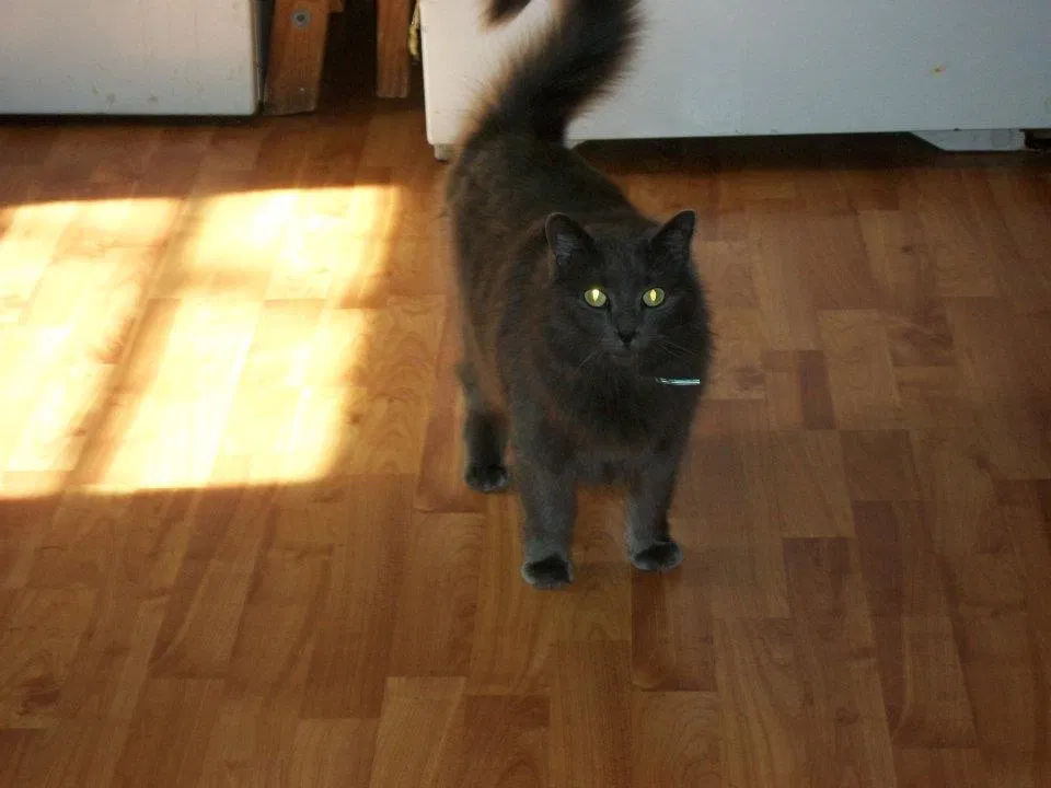 Lost cat in Wildwood, FL, 34785