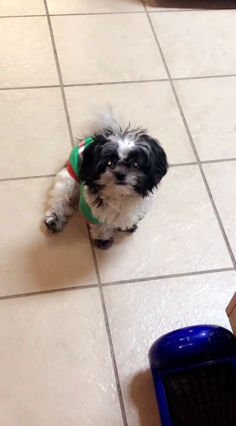 Lost dog in Oxnard, CA, 93030