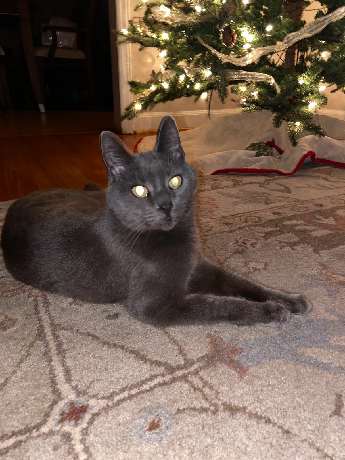 Lost cat in Charlotte, NC, 28226