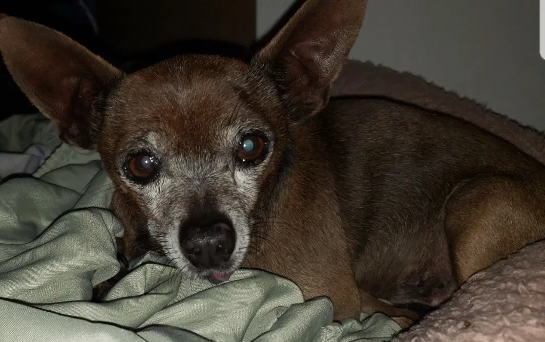 Lost dog in Garden Grove, CA, 92843