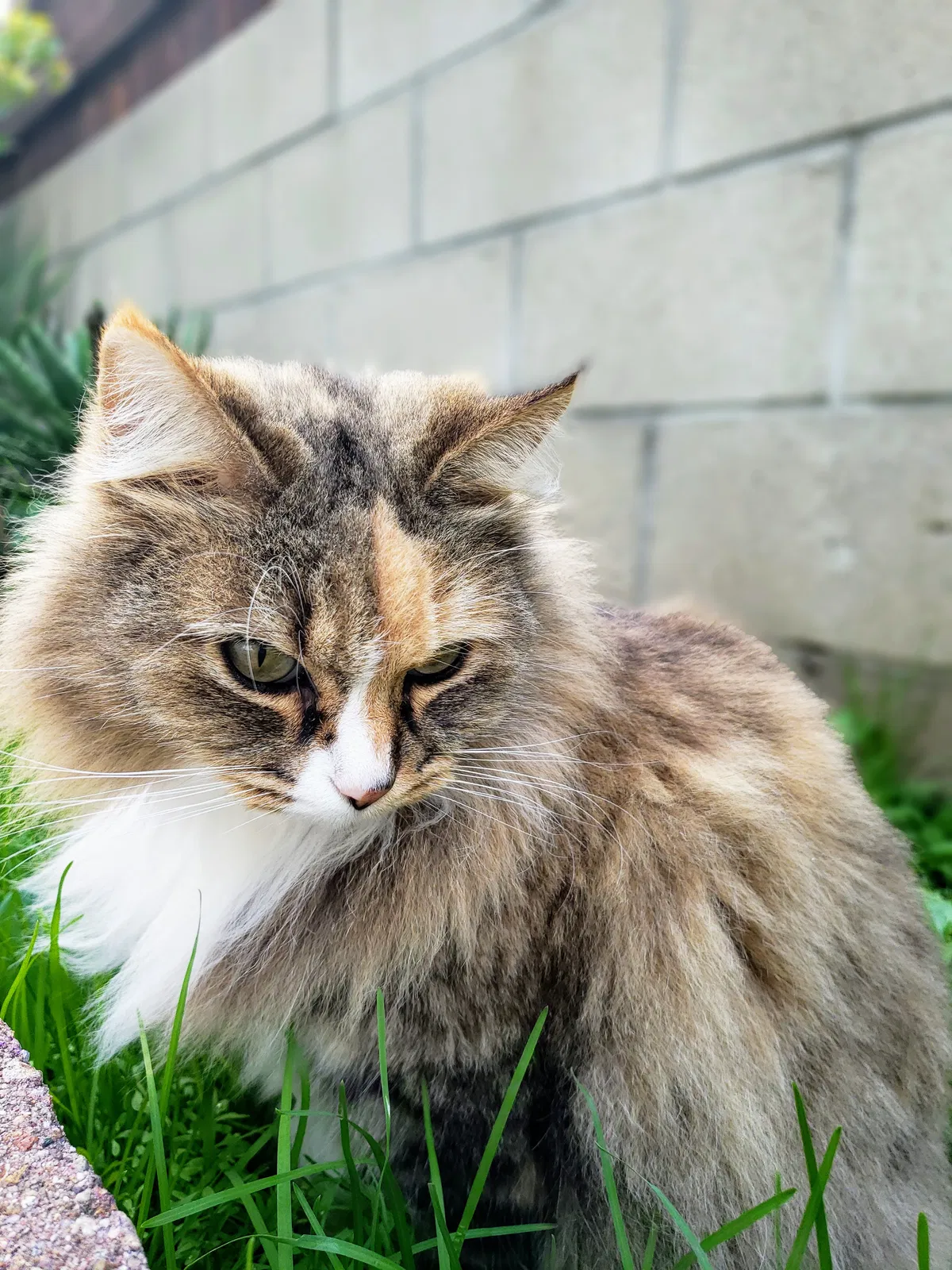 Lost cat in San Diego, CA, 92120