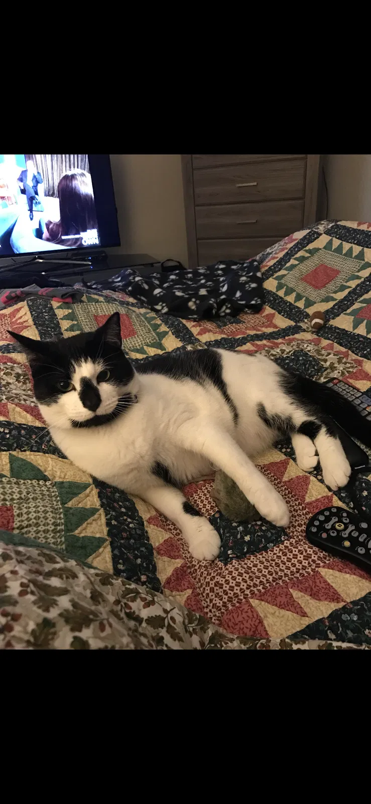 Lost cat in Clermont, FL, 34711
