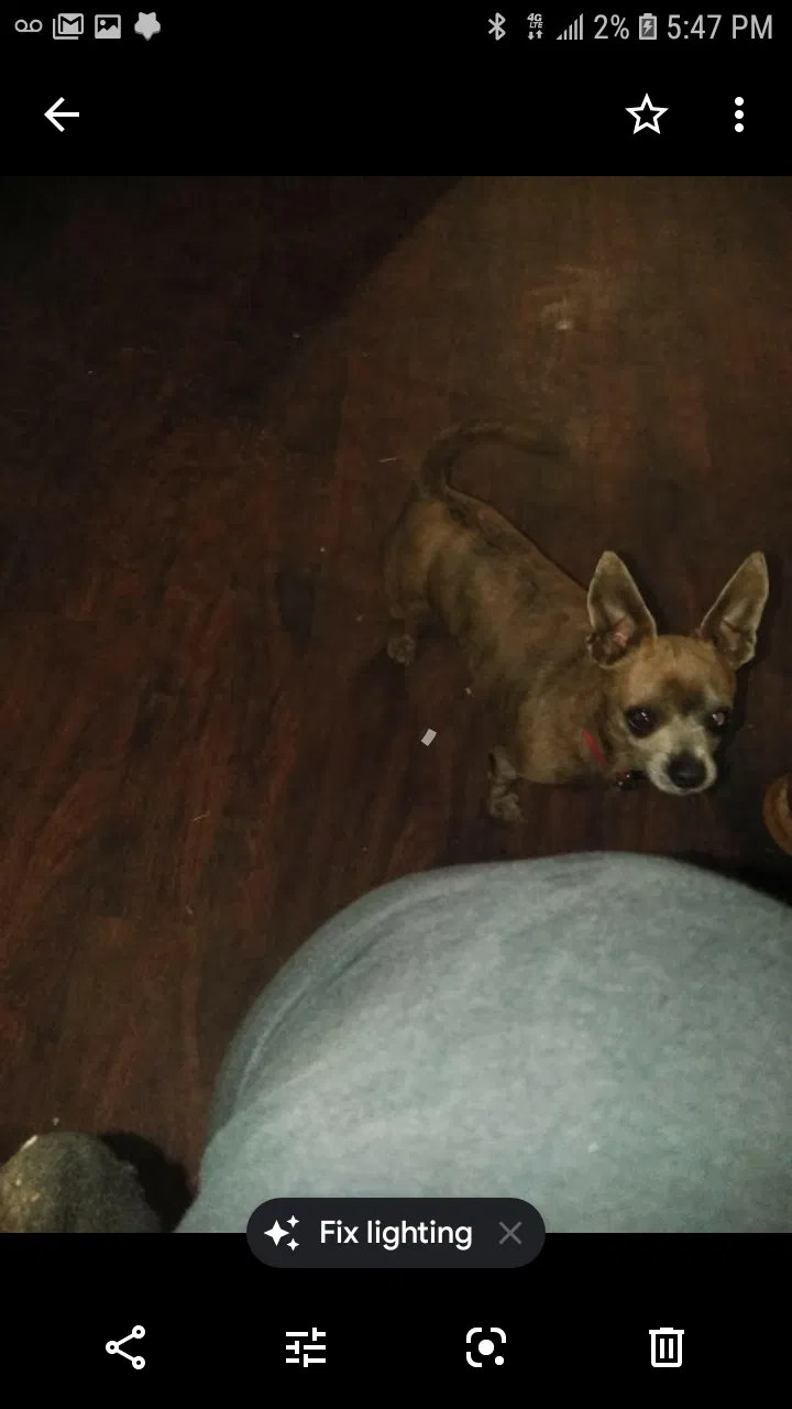 Lost dog in Riverside, CA, 92503