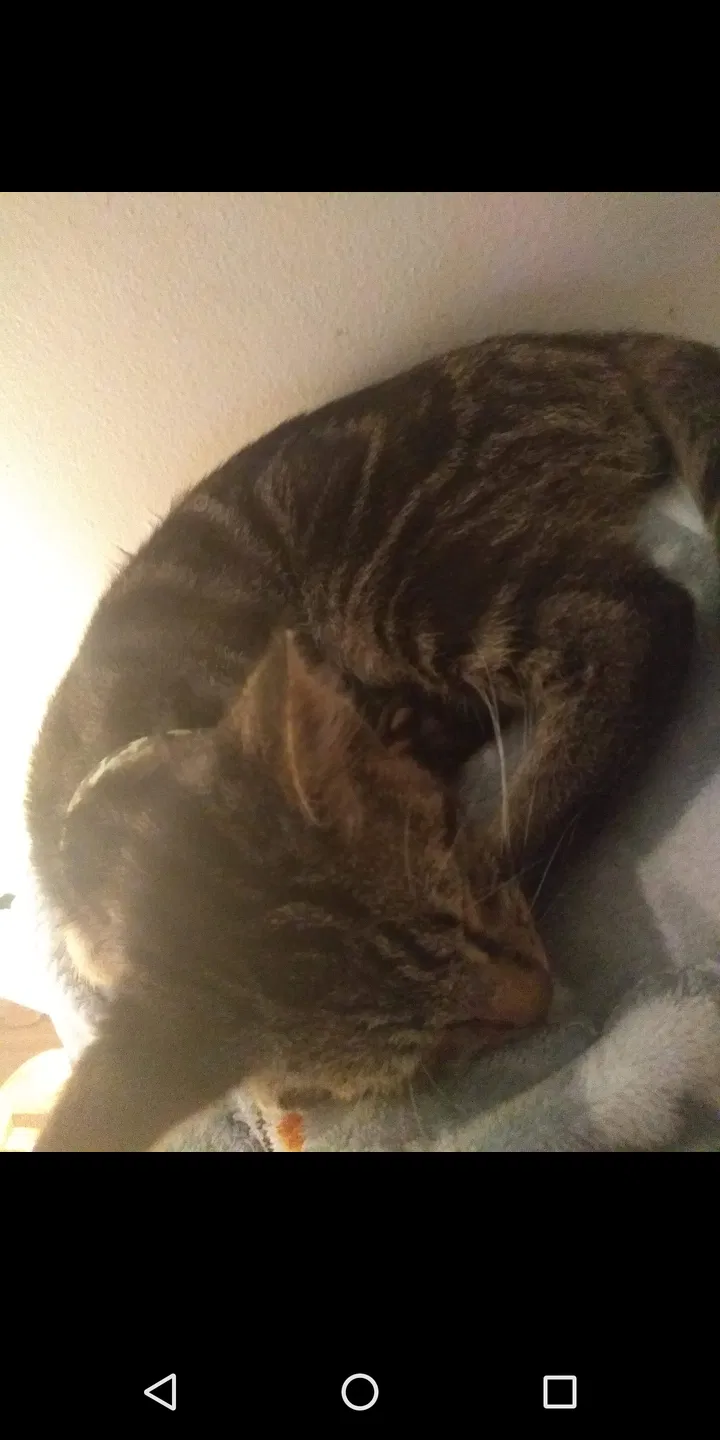 Lost cat in Huntington, WV, 25702