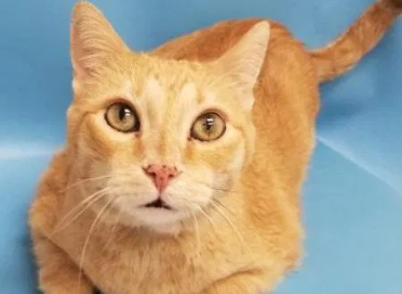 Lost cat in Saint Paul, MN, 55112