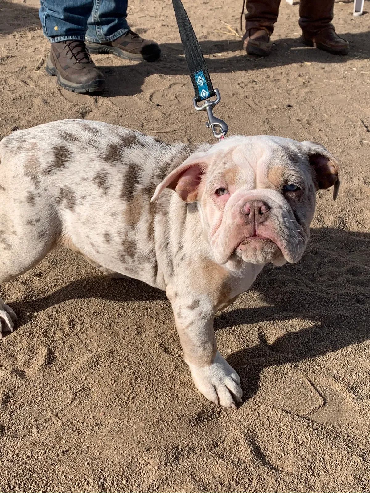 Lost dog in Woodland Park, CO, 80863