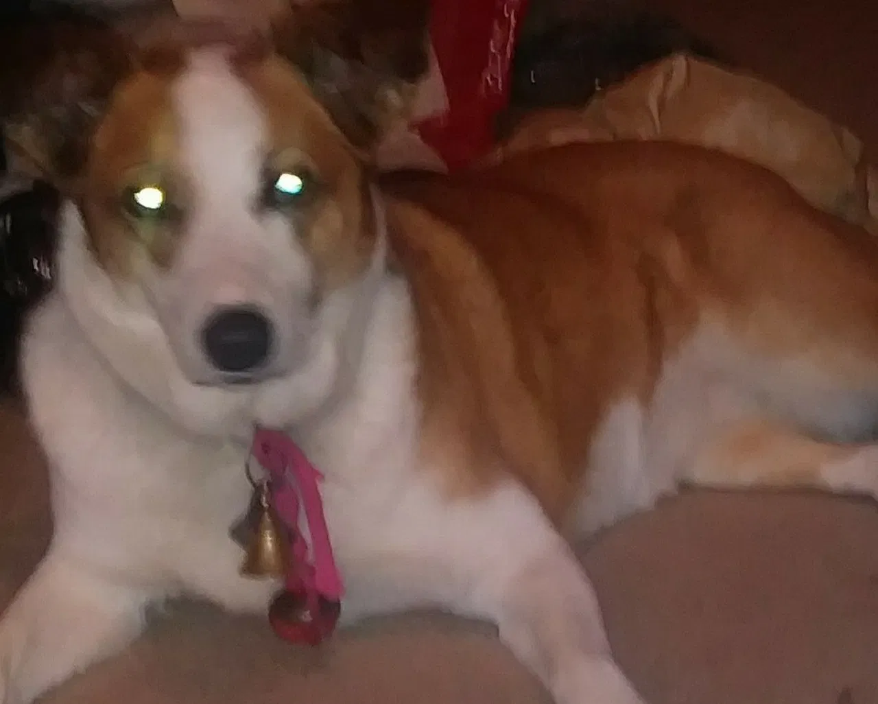 Lost dog in Alvarado, TX, 76009