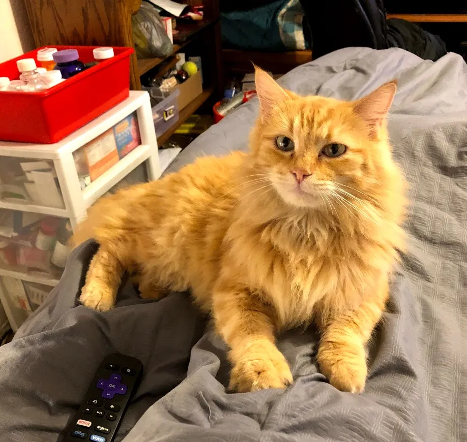 Lost cat in Fort Worth, TX, 76116