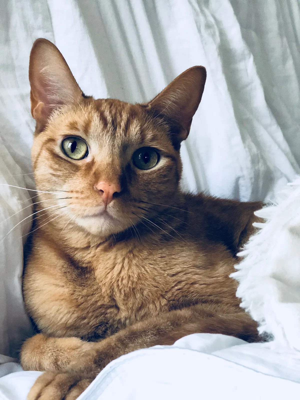 Lost cat in Orlando, FL, 32835