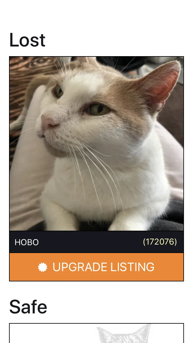 Lost cat in Pittsburgh, PA, 15221