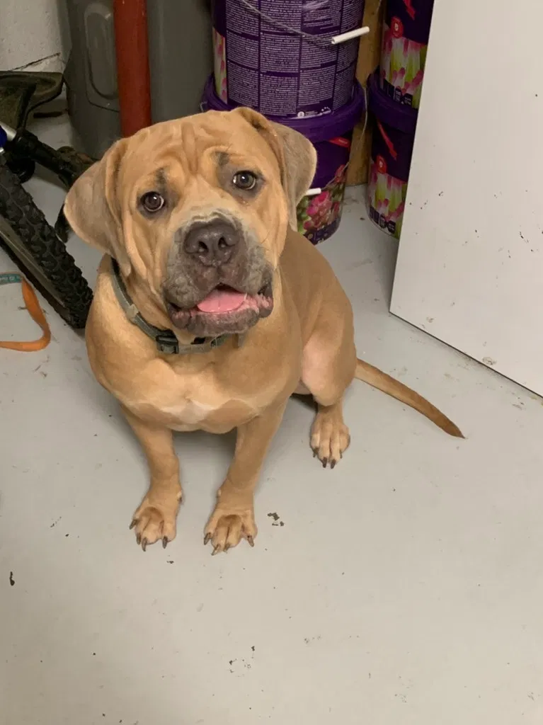 Lost dog in Cincinnati, OH, 45229