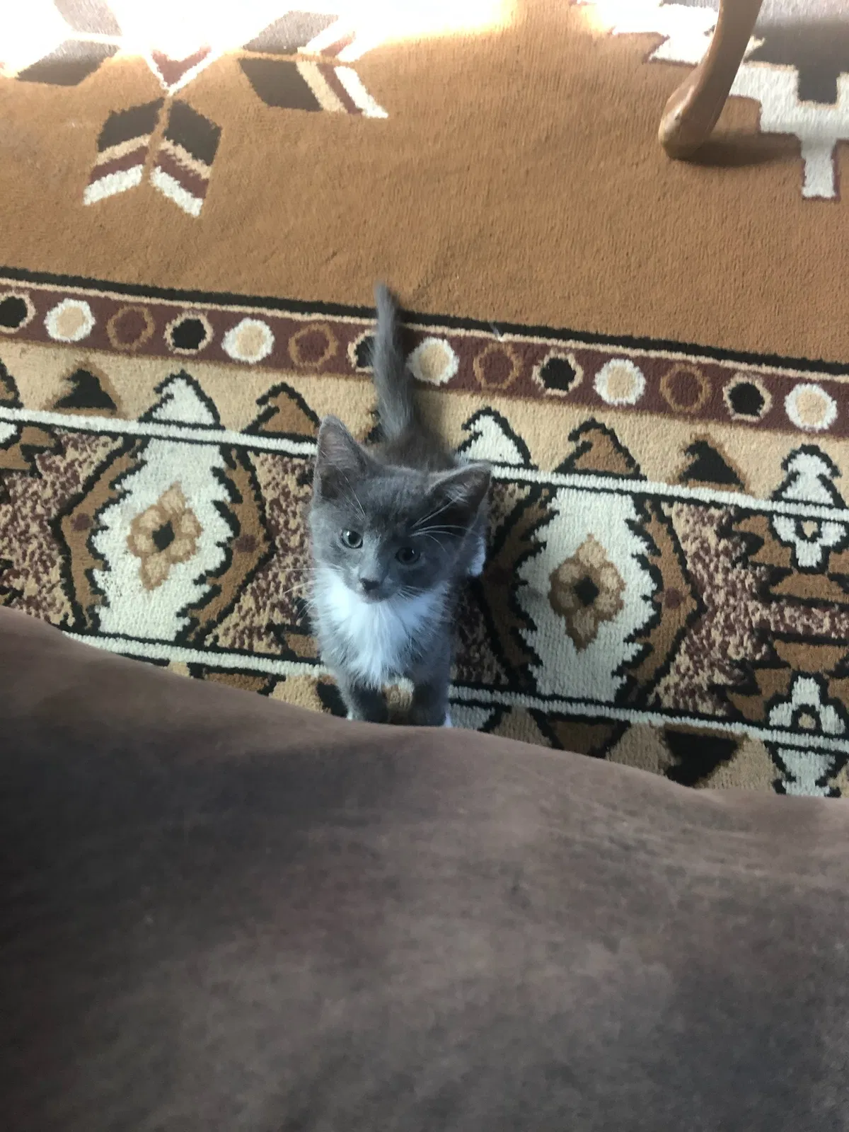 Lost cat in Albuquerque, NM, 87107