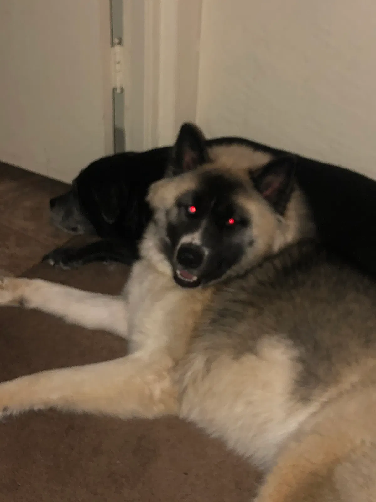 Lost dog in Albuquerque, NM, 87111