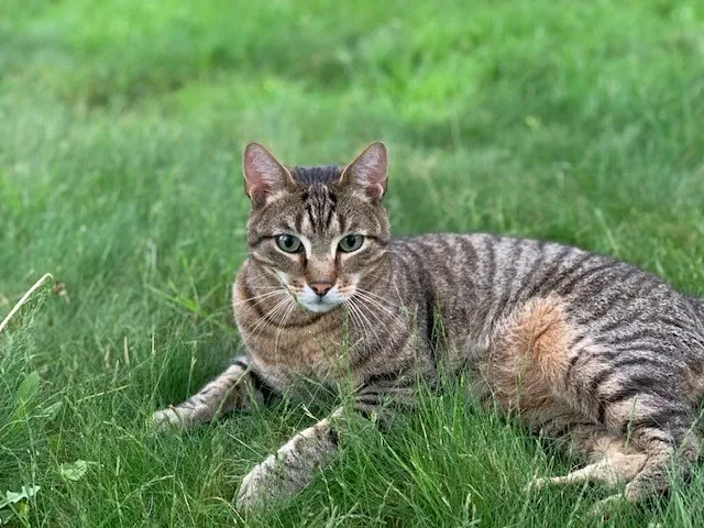 Lost cat in South Hamilton, MA, 1982
