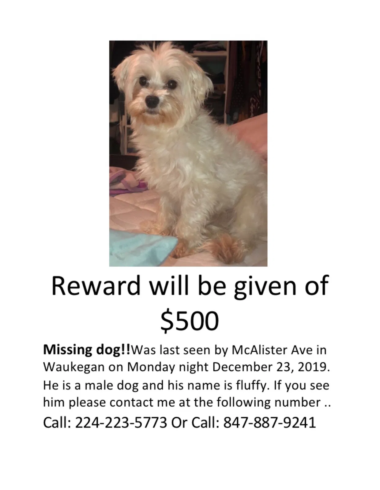 Lost dog in Waukegan, IL, 60085