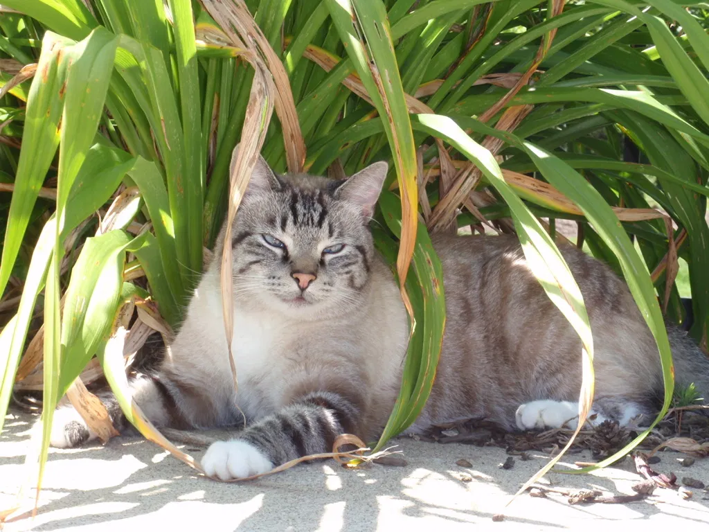 Lost cat in Lady Lake, FL, 32159