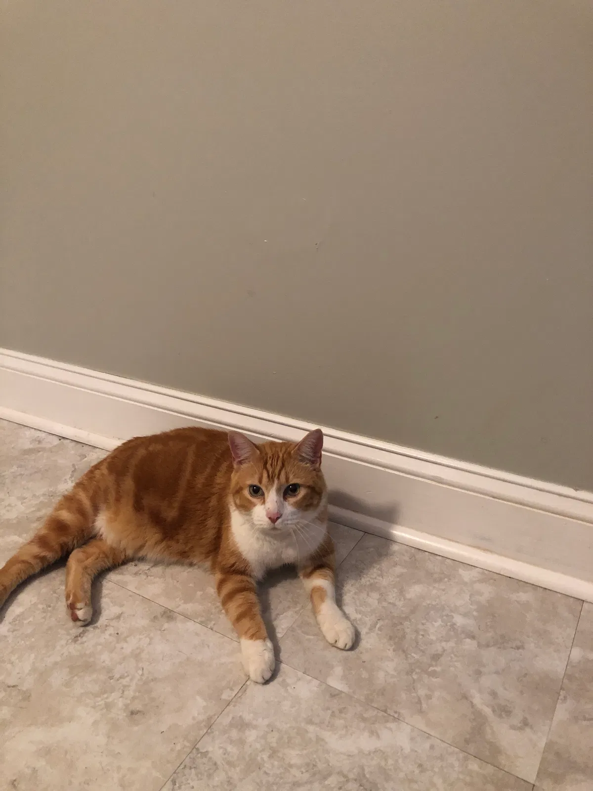 Lost cat in Myrtle Beach, SC, 29588