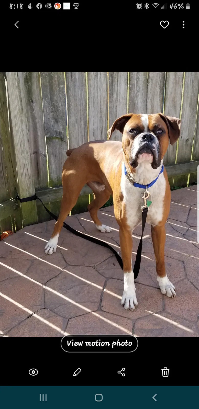 Lost dog in Brownsville, TX, 78520
