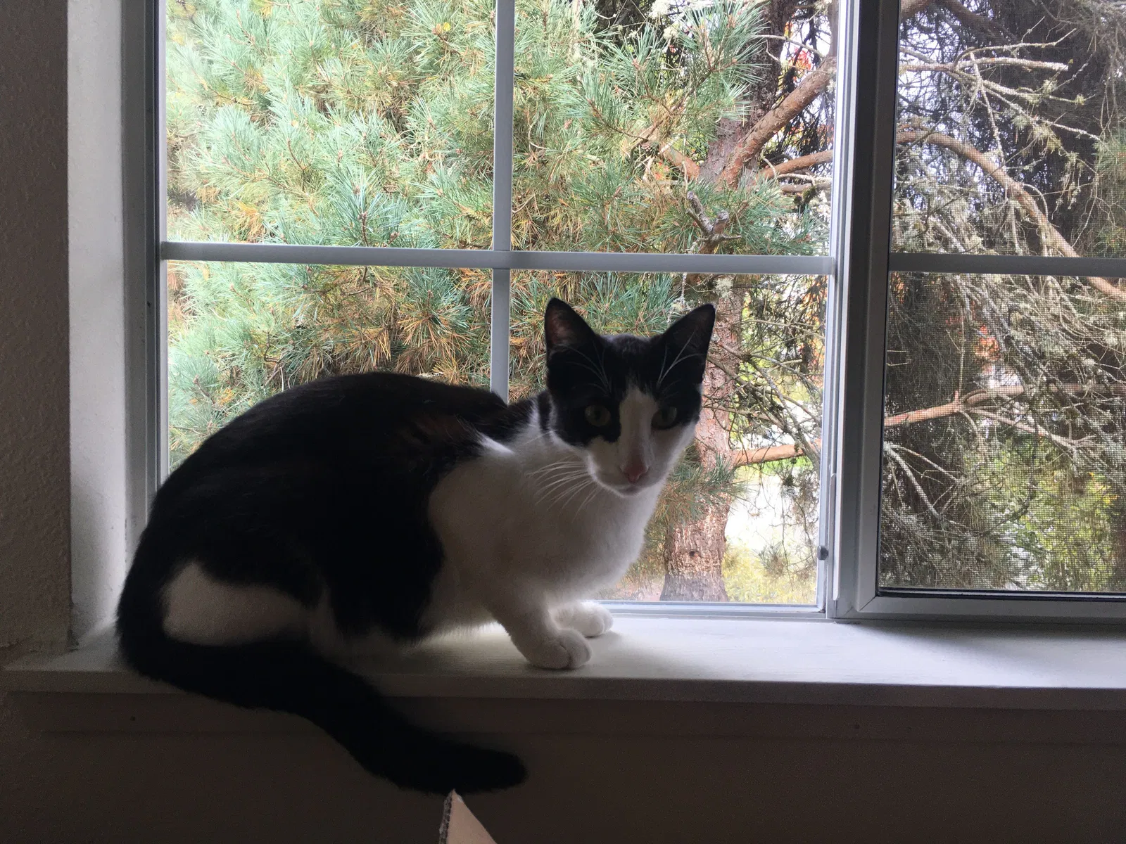 Lost cat in Olympia, WA, 98502