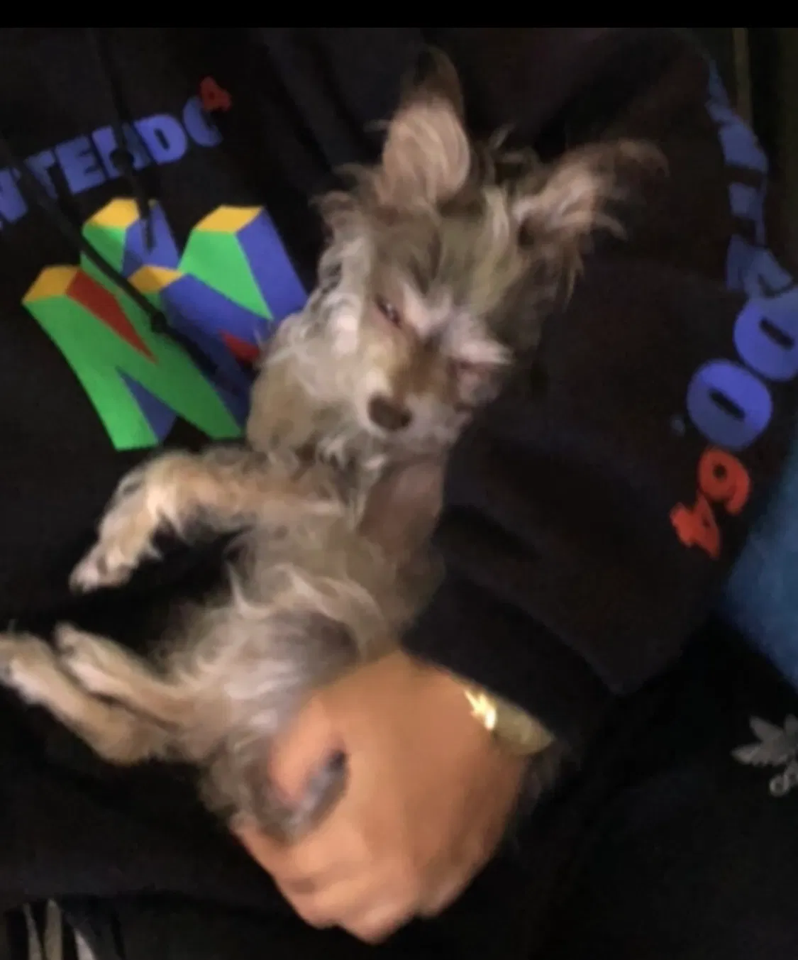 Lost dog in Mays Landing, NJ, 8330