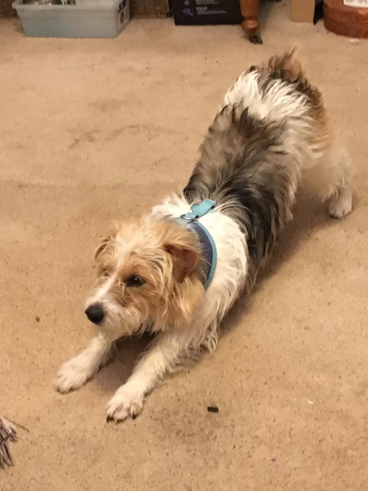 Lost dog in Sylva, NC, 28779