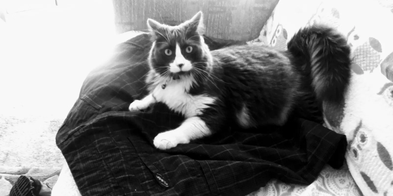 Lost cat in Lutz, FL, 33549