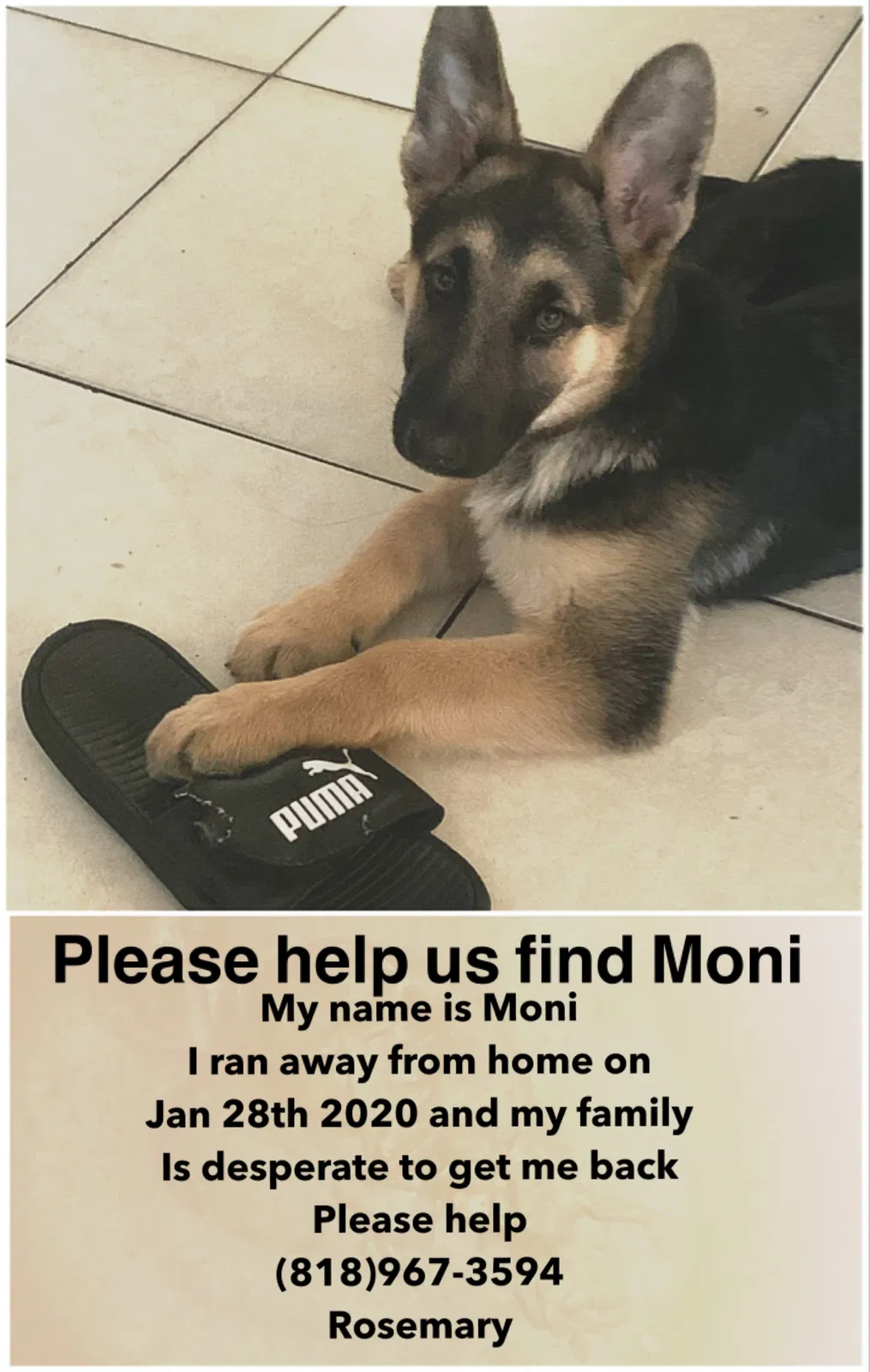 Lost dog in Sun Valley, CA, 91352